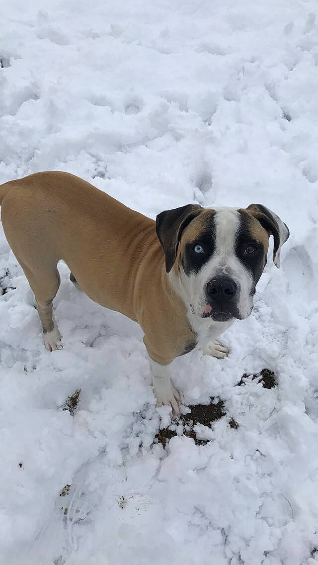 Oslo a rejoint le concours — aidez-le/la à gagner de superbes lots ! american_bulldog, boerboel, bulldog, bullmastiff, canidae, carnivore, dog, dog_breed, fawn, freezing, mammal, molosser, non_sporting_group, old_english_bulldog, olde_english_bulldogge, rare_breed_dog, snout, snow, sporting_group, valley_bulldog