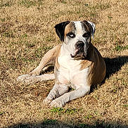Oslo participe au concours pour gagner de l'argent avec cette photo : dog, canine, outdoor, grass, sunlight, laying_down, heterochromia, brown, white, black, pet, animal, nature, relaxed, summer, portrait, mammal, domestic_animal, fur, daylight