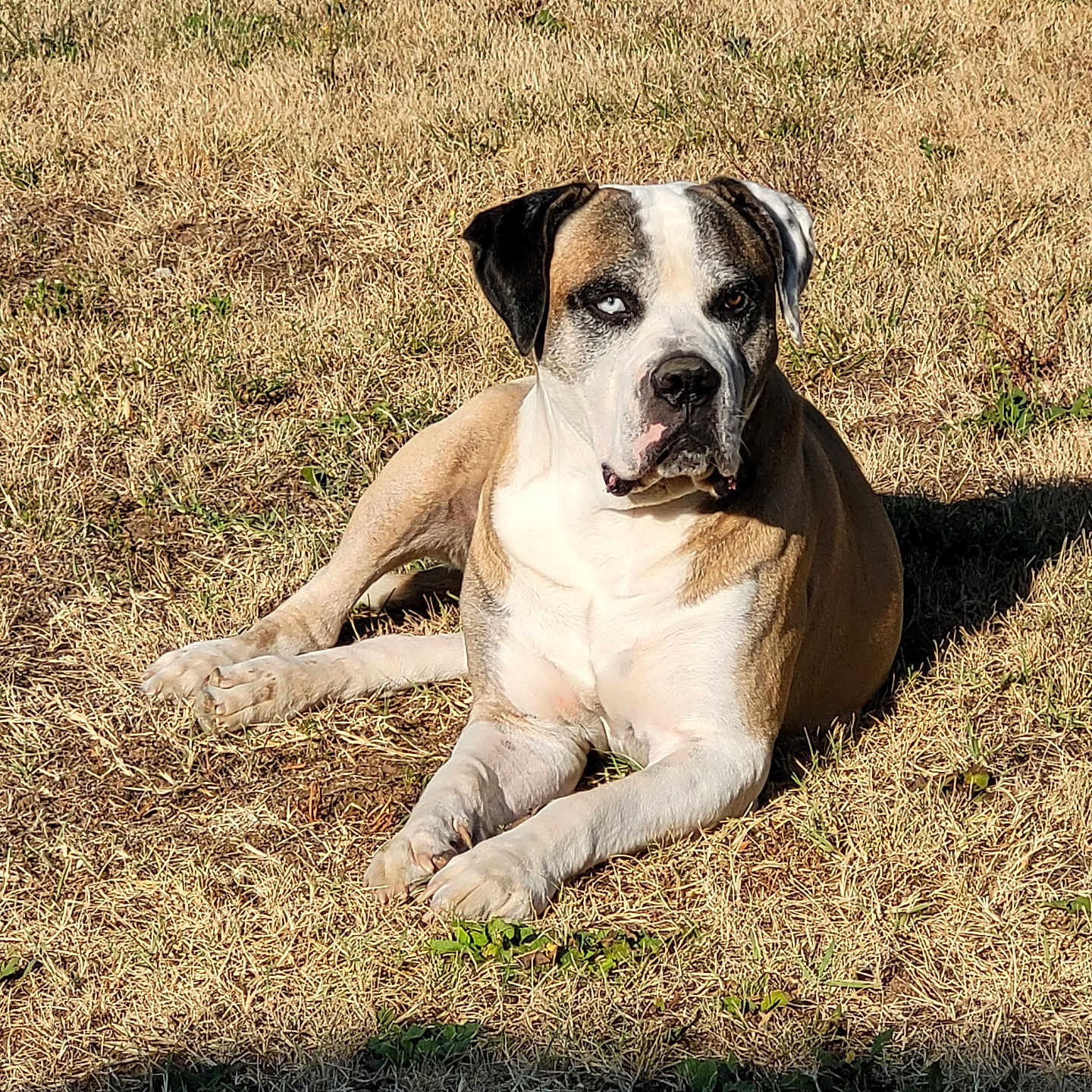 Oslo participe au concours pour gagner de l'argent avec cette photo : animal, black, brown, canine, daylight, dog, domestic_animal, fur, grass, heterochromia, laying_down, mammal, nature, outdoor, pet, portrait, relaxed, summer, sunlight, white