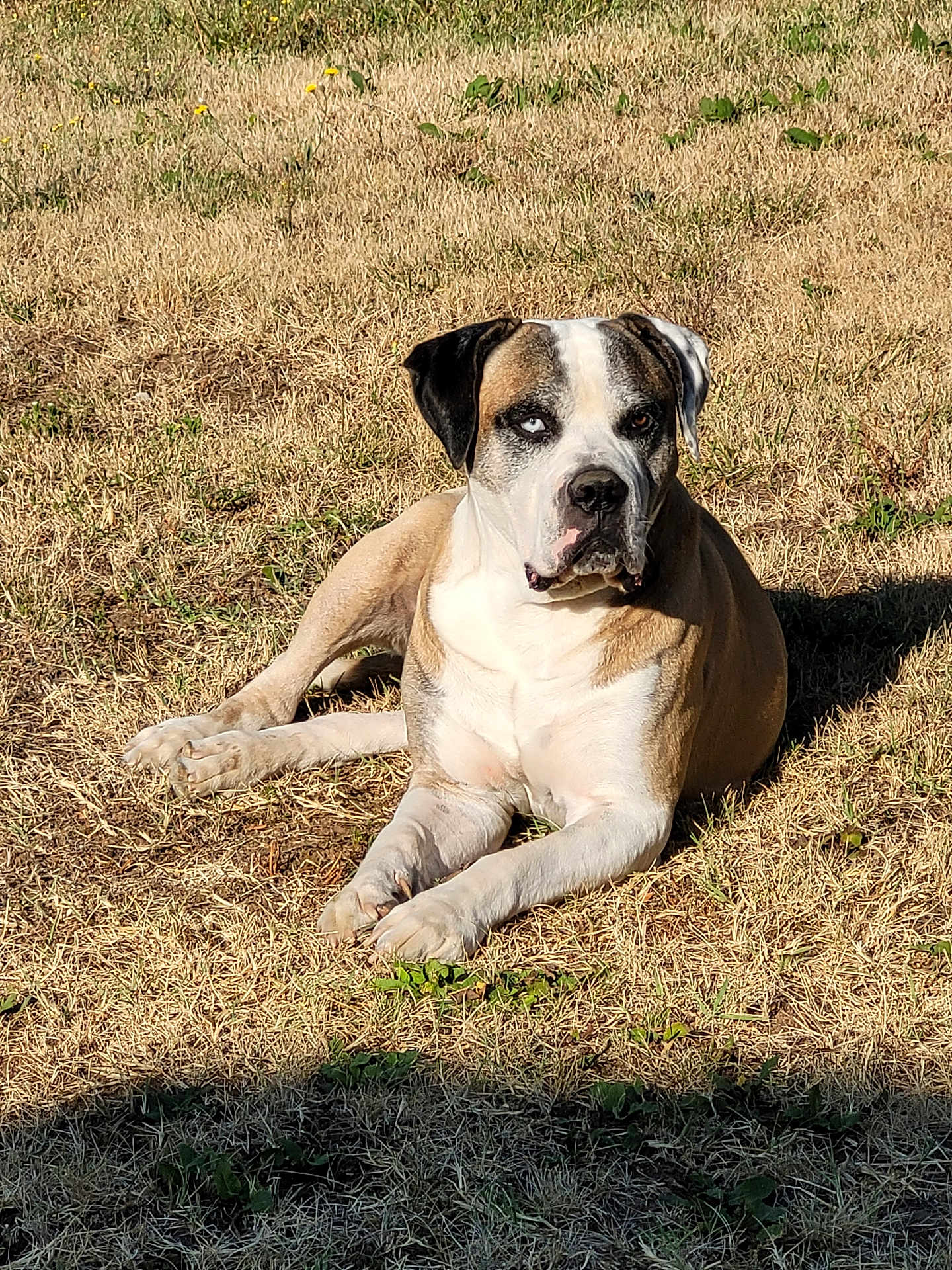Oslo participe au concours pour gagner de l'argent avec cette photo : dog, canine, outdoor, grass, sunlight, laying_down, heterochromia, brown, white, black, pet, animal, nature, relaxed, summer, portrait, mammal, domestic_animal, fur, daylight