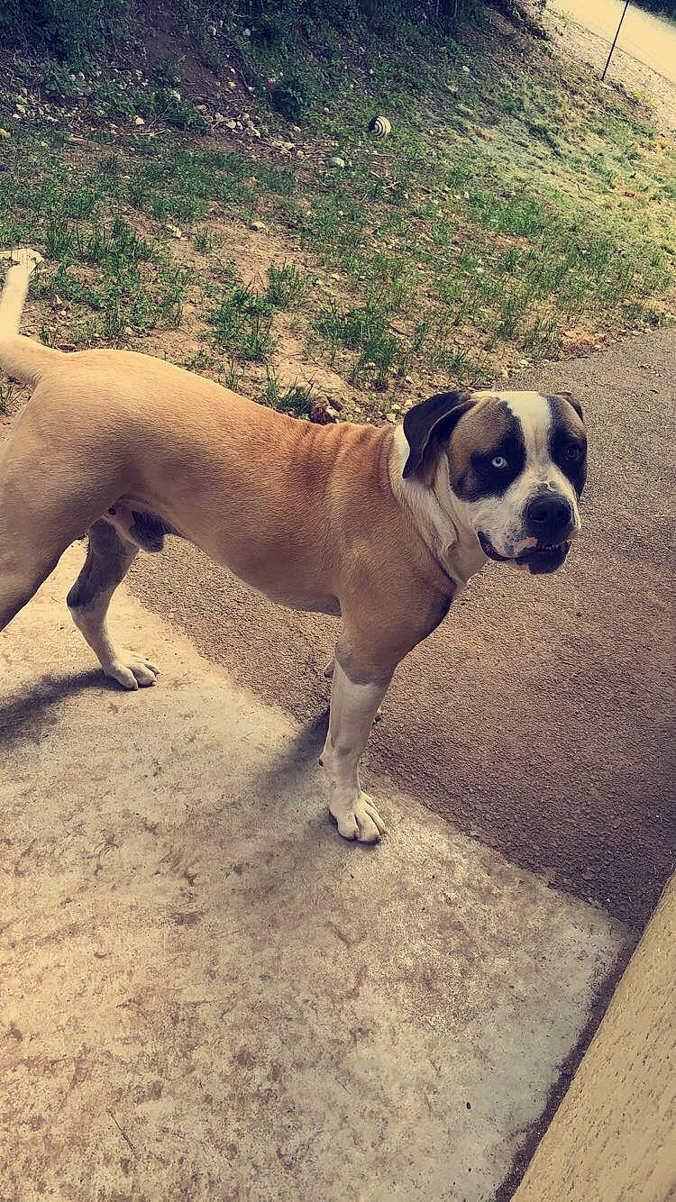 Oslo a rejoint le concours — aidez-le/la à gagner de superbes lots ! adventure, ancient_dog_breeds, boxer, bulldog, canidae, carnivore, companion_dog, dog, dog_breed, dorset_olde_tyme_bulldogge, fawn, mammal, non_sporting_group, pug, puppy, rare_breed_dog, snout, sporting_group, valley_bulldog, vertebrate