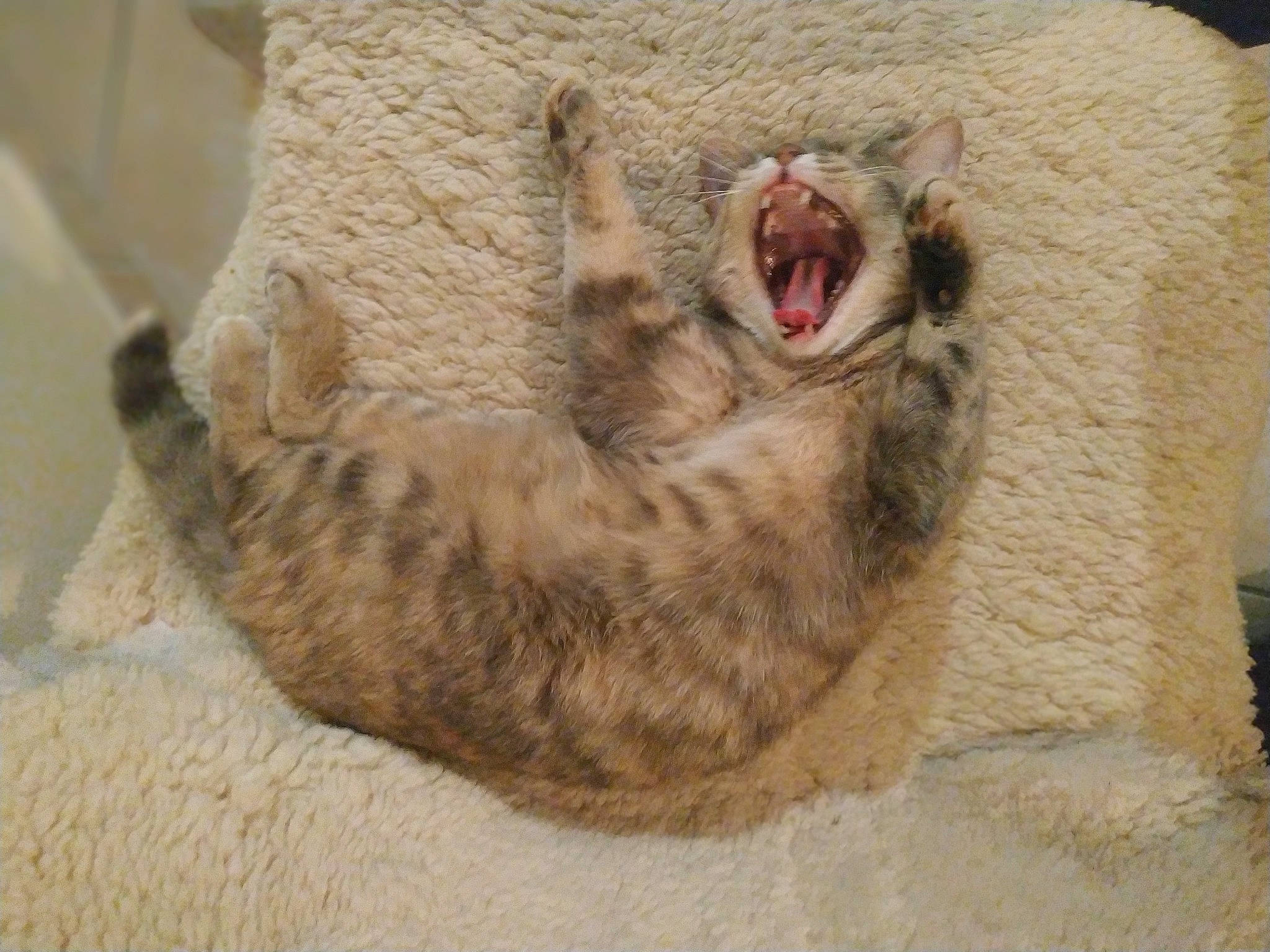 Opaline participe au concours pour gagner de l'argent avec cette photo : carnivore, cat, cat_bed, claw, comfort, domestic_short_haired_cat, fang, felidae, foot, fur, paw, roar, small_to_medium_sized_cats, snout, terrestrial_animal, whiskers, wildlife, yawn