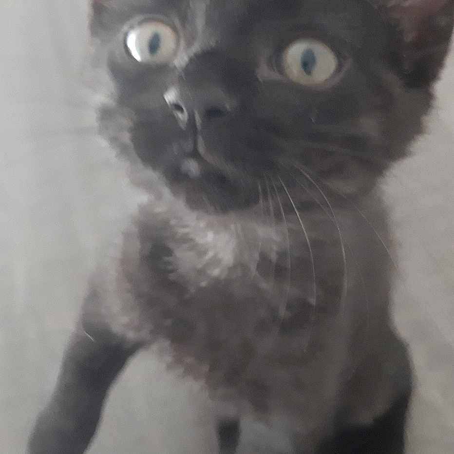 Gaia a rejoint le concours — aidez-le/la à gagner de superbes lots ! abyssinian, animal, blackcat, brasssection, car, cat, horn, kitten, manx, musicalinstrument, pet, siamese, transportation, vehicle