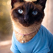 Chloe is registered to the contest to win money with this photo: animal, bell, blue_eyes, blue_shirt, bokeh, cat, close_up, collar, cute, domestic_animal, feline, fur, indoor, looking_at_camera, mammal, pet, portrait, siamese_cat, soft_light, whiskers