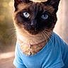 animal, bell, blue_eyes, blue_shirt, bokeh, cat, close_up, collar, cute, domestic_animal, feline, fur, indoor, looking_at_camera, mammal, pet, portrait, siamese_cat, soft_light, whiskers