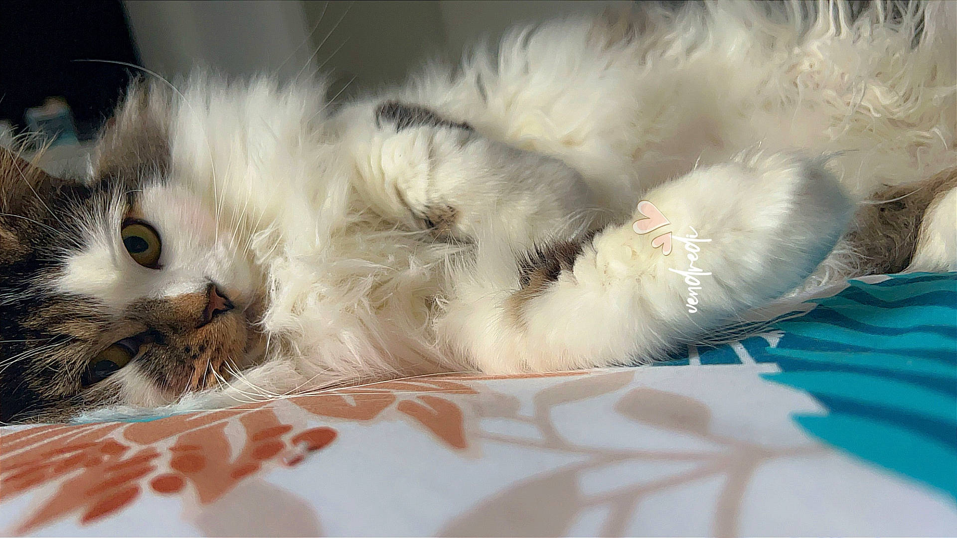 Nina participe au concours pour gagner de l'argent avec cette photo : abyssinian, accessories, angora, animal, bed, bedroom, blanket, cat, clothing, couch, featherboa, fur, furniture, indoors, kitten, manx, person, pet, siamese, sleeping