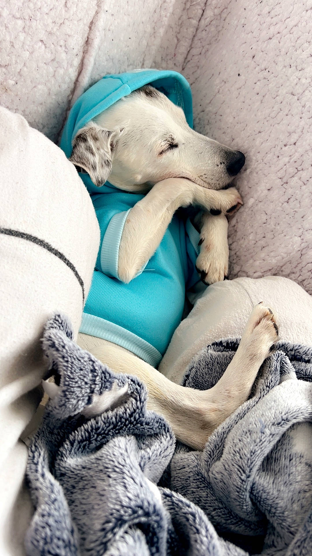 Dalko participe au concours pour gagner de l'argent avec cette photo : adult, animal, bed, blanket, canine, couch, dog, furniture, homedecor, hound, labradorretriever, laundry, linen, male, man, person, pet, puppy, sleeping, towel