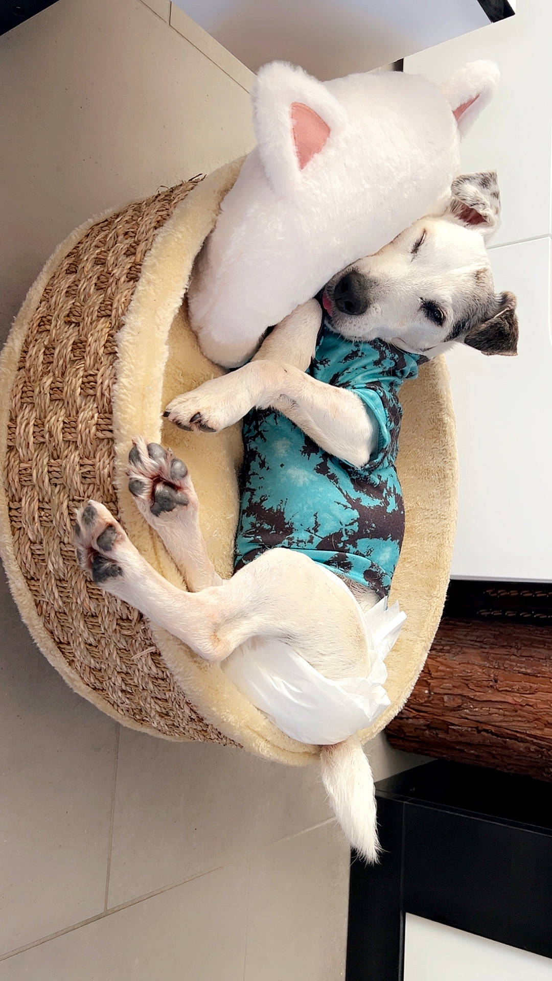 Dalko participe au concours pour gagner de l'argent avec cette photo : animal, basket, bed, canine, clothing, couch, cushion, dog, dogbed, furniture, hat, homedecor, hound, husky, labradorretriever, person, pet, puppy, sleeping, whitedog