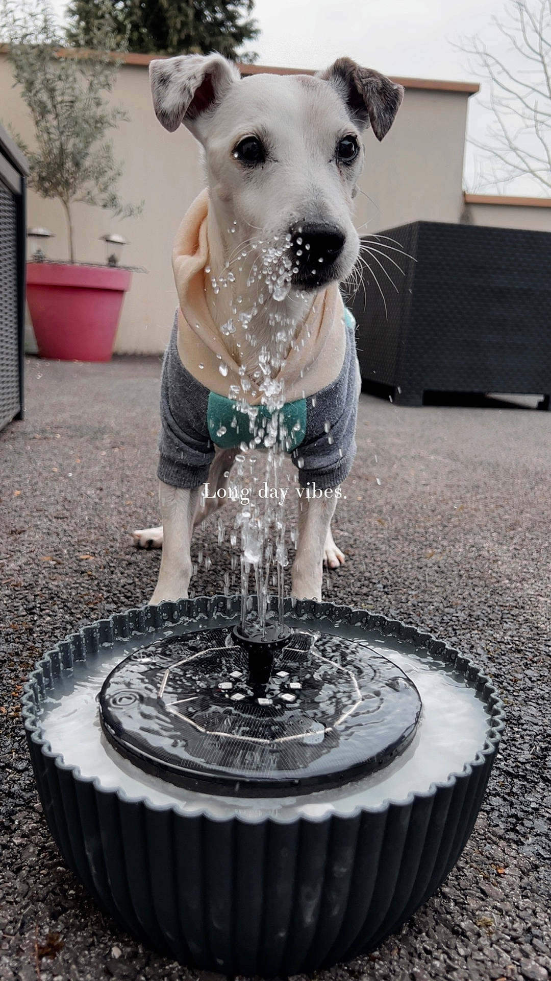 Dalko participe au concours pour gagner de l'argent avec cette photo : animal, architecture, building, canine, clothing, dog, face, fountain, head, outdoors, person, pet, photography, pointer, portrait, puppy, shelter, shorts, tire, water