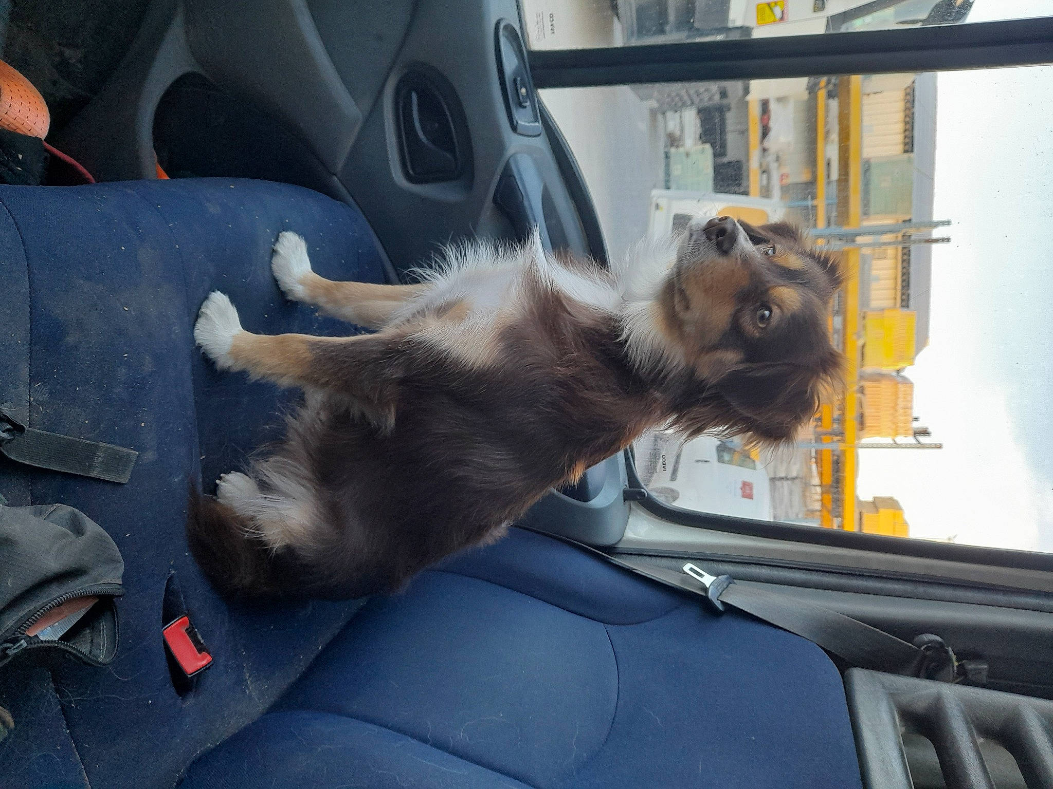 Savana a rejoint le concours — aidez-le/la à gagner de superbes lots ! auto_part, automotive_exterior, automotive_window_part, canidae, car, carnivore, companion_dog, dog, dog_breed, fawn, glass, mammal, motor_vehicle, sporting_group, tail, vehicle, vehicle_door, vertebrate, windshield, working_animal