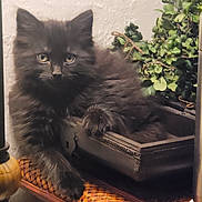 Onyx is registered to the contest to win money with this photo: kitten, black_cat, fluffy, pet, indoor, plant, decorative_box, paw, curious, feline, cozy, woven_surface, home, resting, cute, animal, young_cat, closeup, domestic_cat, furniture