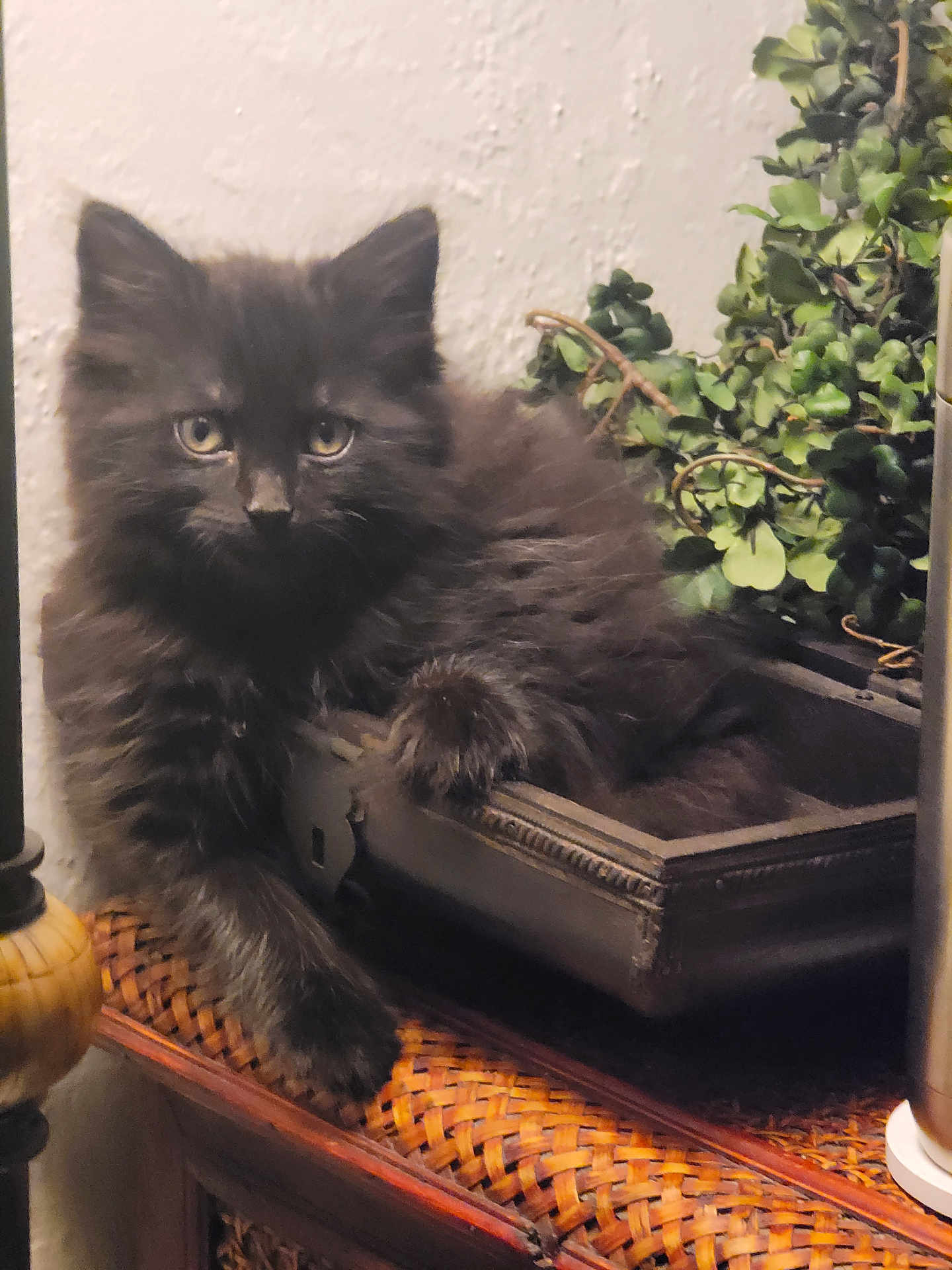 Onyx is registered to the contest to win money with this photo: kitten, black_cat, fluffy, pet, indoor, plant, decorative_box, paw, curious, feline, cozy, woven_surface, home, resting, cute, animal, young_cat, closeup, domestic_cat, furniture