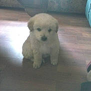 Ted is registered to the contest to win money with this photo: puppy, dog, white, fluffy, floor, wooden_floor, indoor, pet, cute, sitting, animal, furniture, home, cozy, small, young, fur, canine, domestic, companion