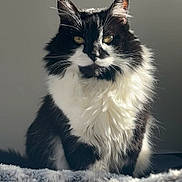 All Black participe au concours pour gagner de l'argent avec cette photo : cat, black_and_white, fluffy, pet, animal, feline, sitting, yellow_eyes, soft_light, blanket, cozy, indoor, portrait, fur, whiskers, cute, domestic_cat, relaxed, closeup, furry