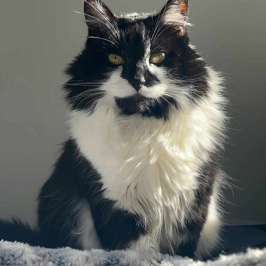 All Black participe au concours pour gagner de l'argent avec cette photo : cat, black_and_white, fluffy, pet, animal, feline, sitting, yellow_eyes, soft_light, blanket, cozy, indoor, portrait, fur, whiskers, cute, domestic_cat, relaxed, closeup, furry