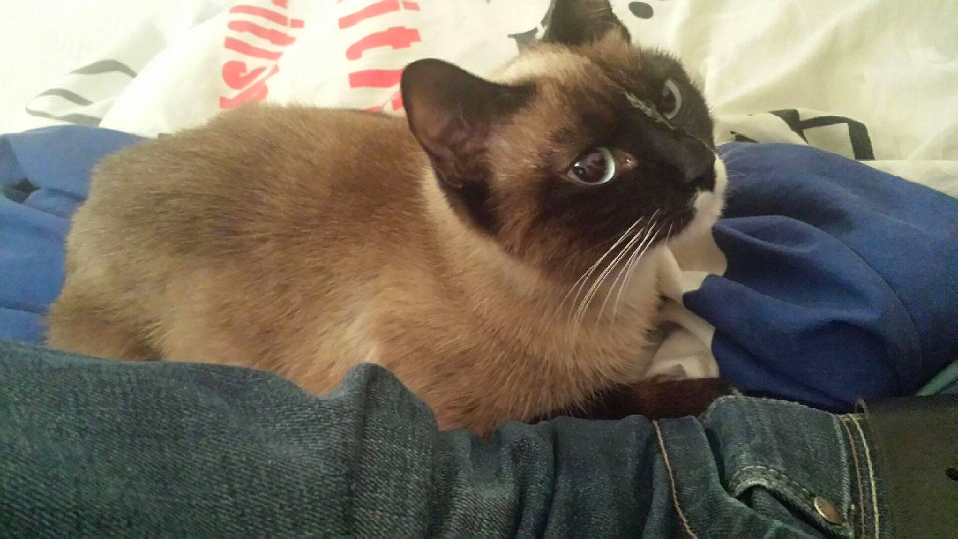 Kira