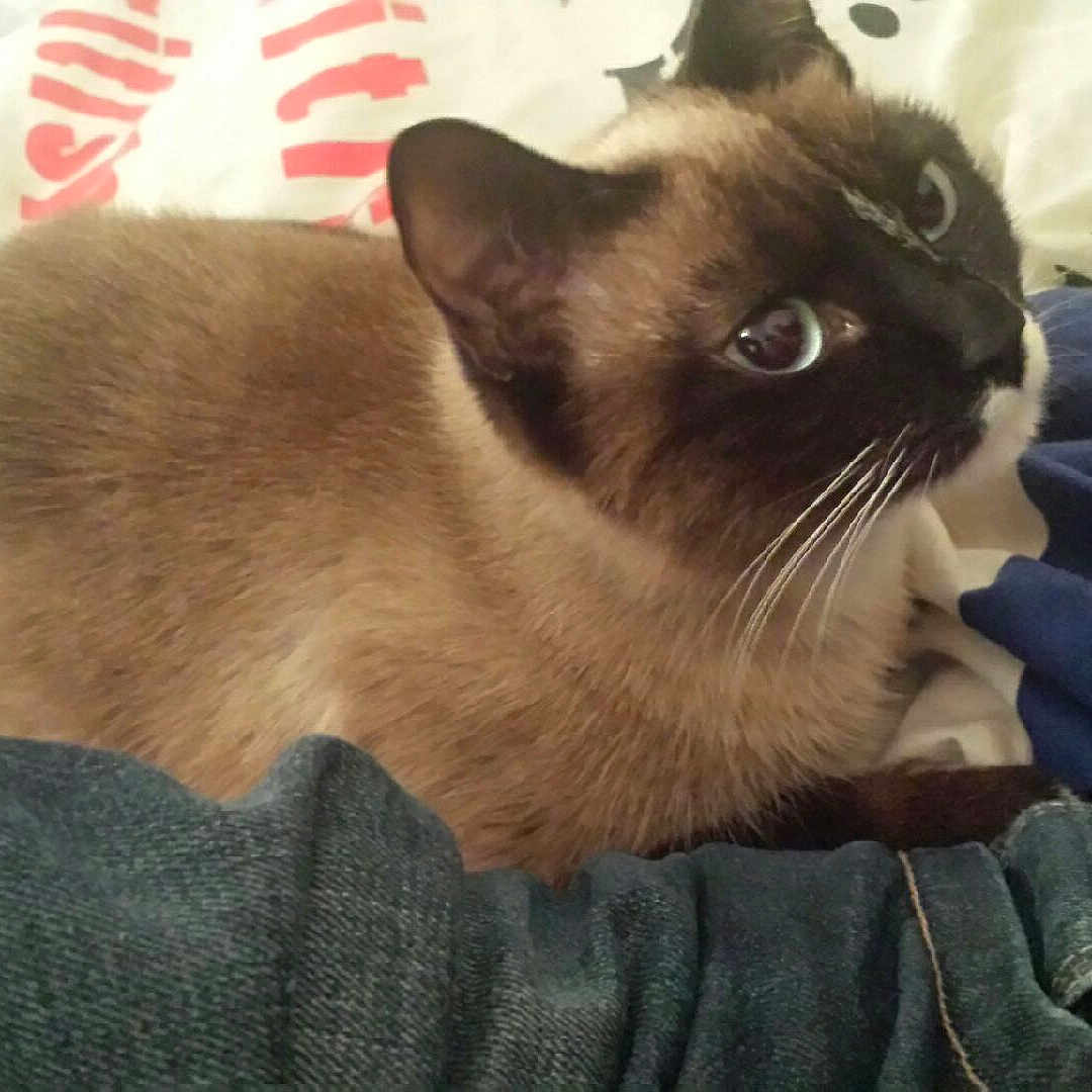 Kira