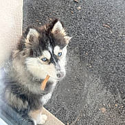 Alaska a rejoint le concours — aidez-le/la à gagner de superbes lots ! animal, asphalt, blue_eyes, canine, curious, cute, dog, door, fluffy, fur, glass, husky, looking_up, outdoor, outside, pet, puppy, sitting, stick, young