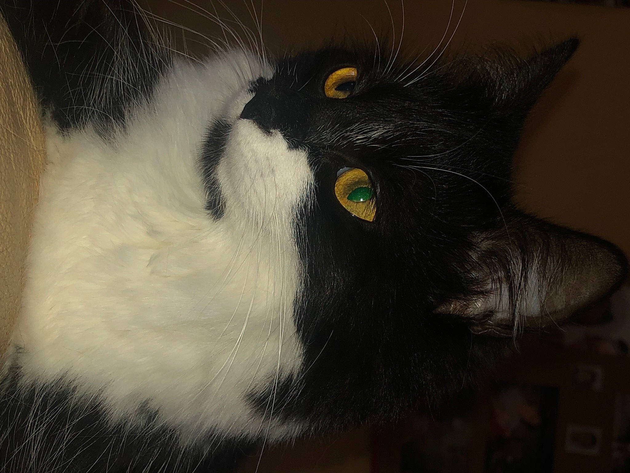 émeraude participe au concours pour gagner de l'argent avec cette photo : art, black_cat, carnivore, cat, claw, close_up, domestic_short_haired_cat, eye, felidae, fur, grey, iris, monochrome, monochrome_photography, paw, small_to_medium_sized_cats, snout, tail, whiskers, window