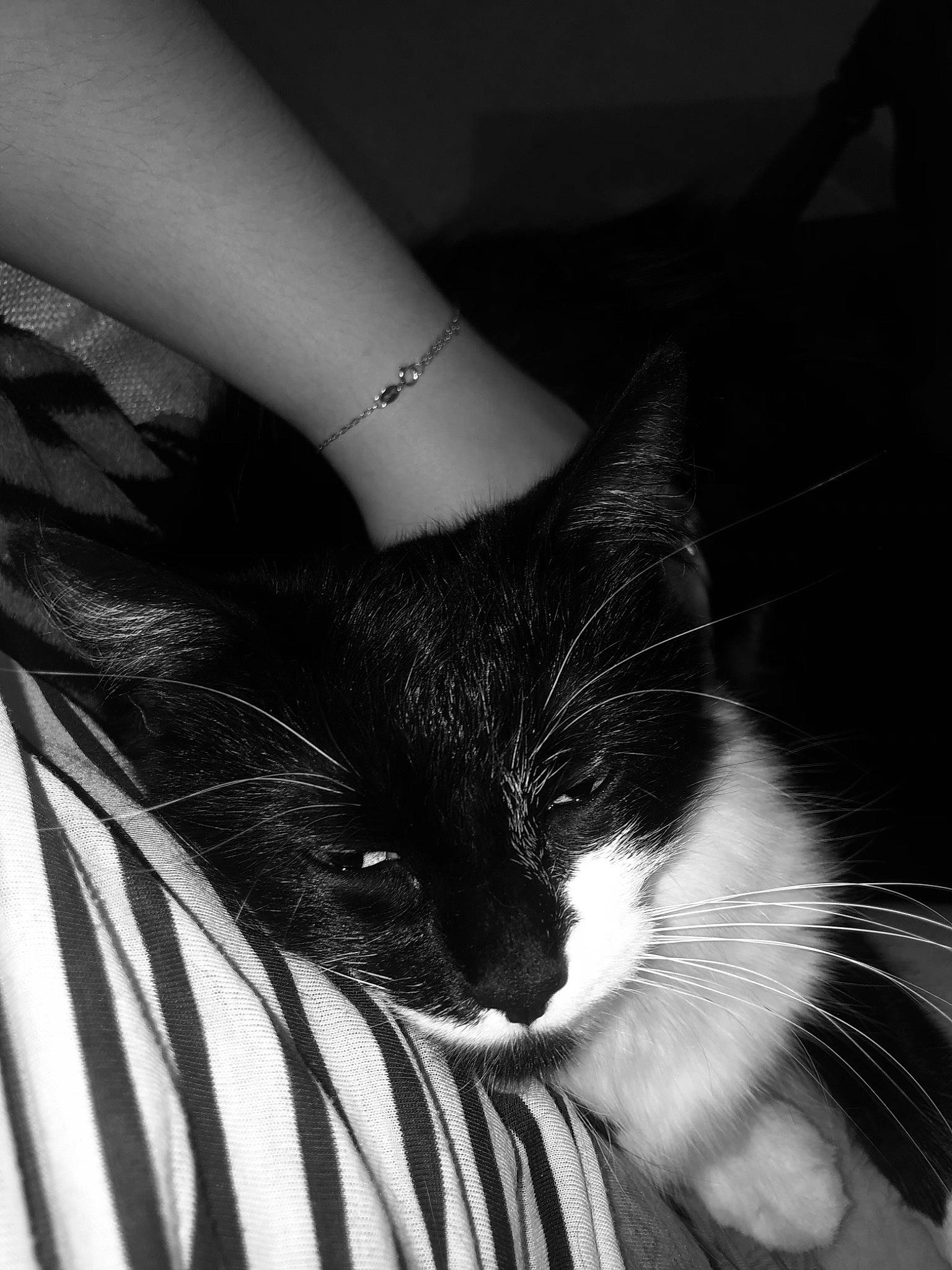 émeraude participe au concours pour gagner de l'argent avec cette photo : black, black_and_white, carnivore, cat, comfort, ear, eye, eyelash, felidae, grey, head, human_body, iris, leg, nose, organ, small_to_medium_sized_cats, style, whiskers, white