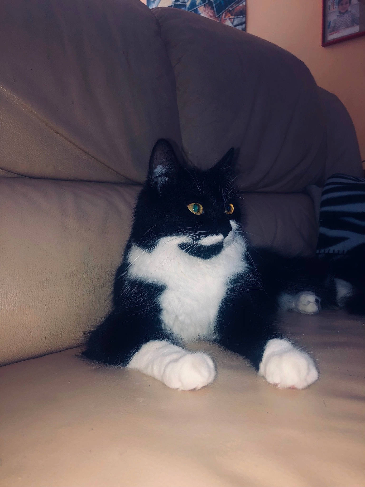 émeraude participe au concours pour gagner de l'argent avec cette photo : black_cat, carnivore, cat, cat_supply, comfort, couch, domestic_short_haired_cat, felidae, flooring, fur, grey, paw, picture_frame, sitting, small_to_medium_sized_cats, snout, tail, tints_and_shades, whiskers, window