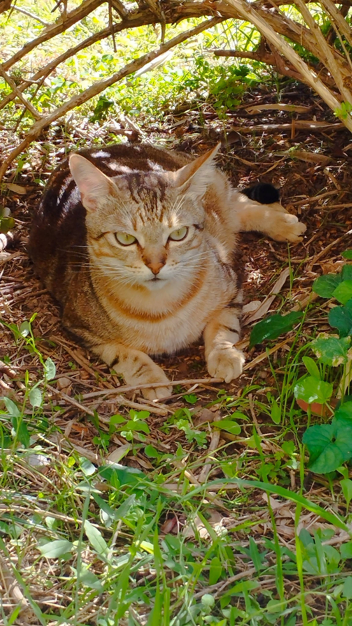 Willy a rejoint le concours — aidez-le/la à gagner de superbes lots ! carnivore, cat, domestic_short_haired_cat, fawn, felidae, fur, grass, groundcover, jungle, leaf, plant, small_to_medium_sized_cats, snout, tail, terrestrial_animal, tree, trunk, whiskers, wildlife, wood