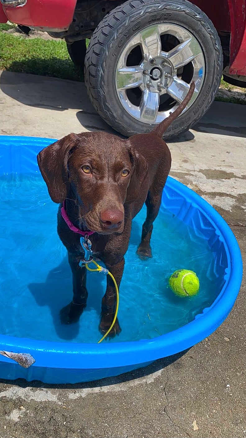 Mocha Bean