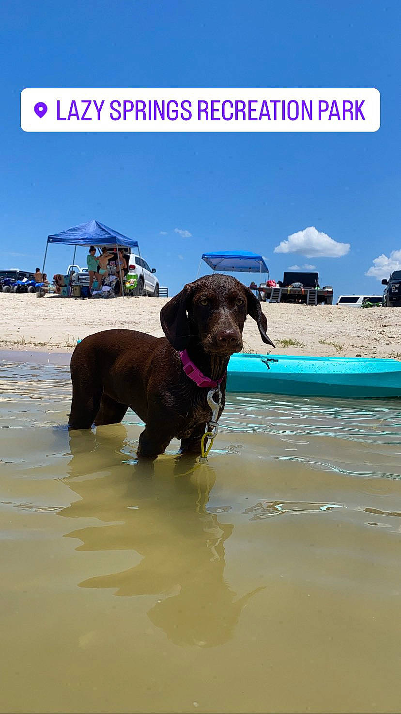 Mocha Bean is registered to the contest to win money with this photo: beach, canidae, carnivore, cloud, coast, collar, dog, dog_breed, dog_collar, elephant, fashion_accessory, fawn, fun, leash, leisure, sky, sporting_group, water, window, working_animal