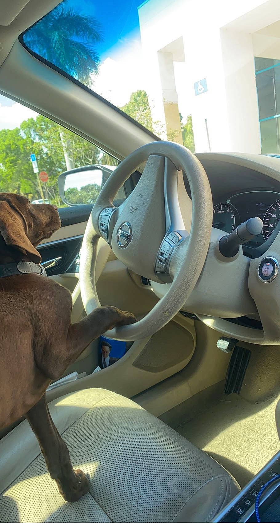 Mocha Bean joined the competition — help win amazing prizes! auto_part, automotive_design, automotive_exterior, automotive_mirror, car, car_seat, car_seat_cover, carnivore, center_console, mode_of_transport, motor_vehicle, personal_luxury_car, plant, sky, sport_utility_vehicle, steering_part, steering_wheel, tree, vehicle, vehicle_door