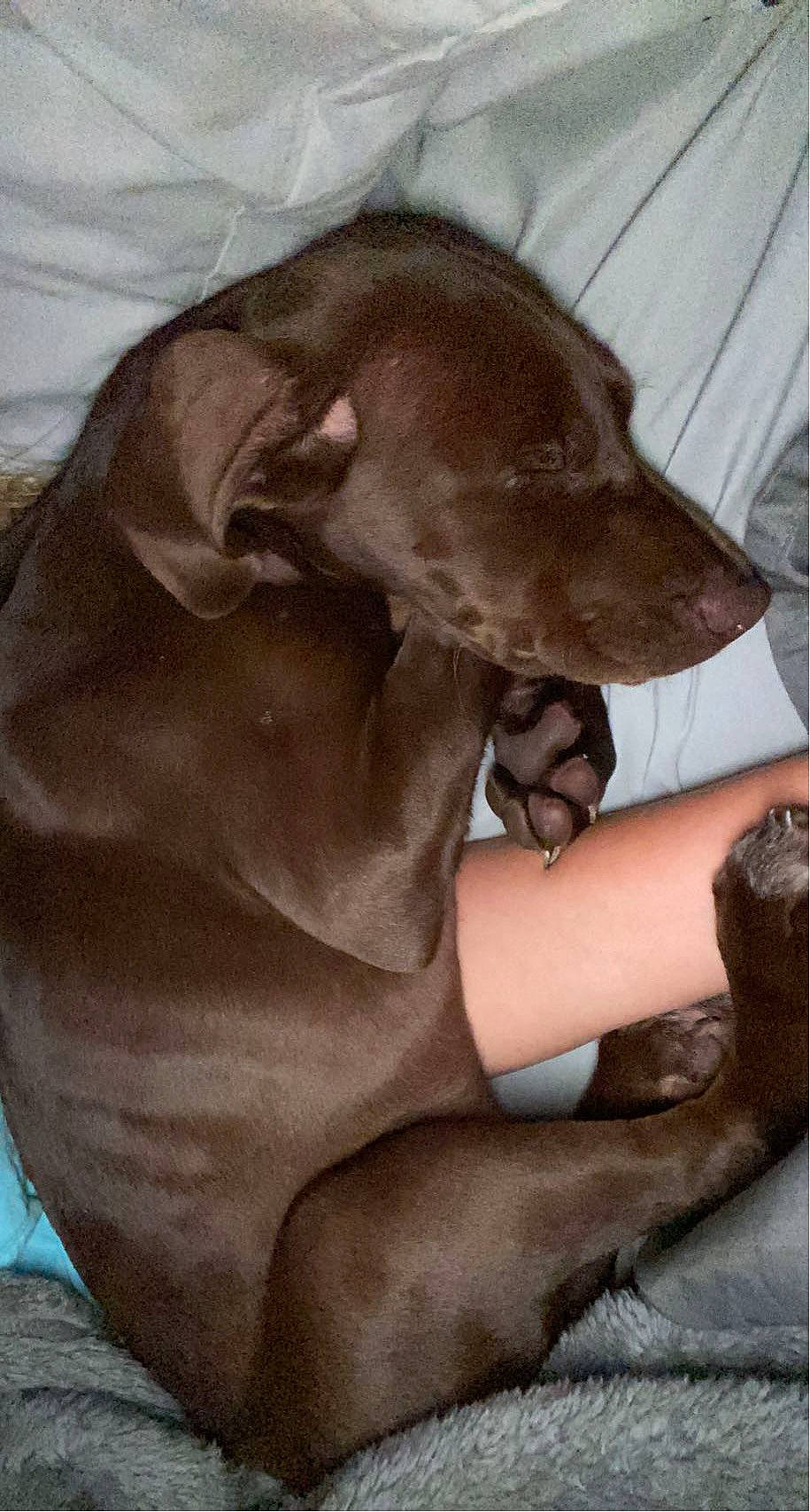 Mocha Bean is registered to the contest to win money with this photo: canidae, carnivore, comfort, companion_dog, dog, dog_breed, ear, fawn, felidae, flesh, fur, linens, liver, snout, sporting_group, terrestrial_animal, toy_dog, whiskers, working_animal, wrinkle