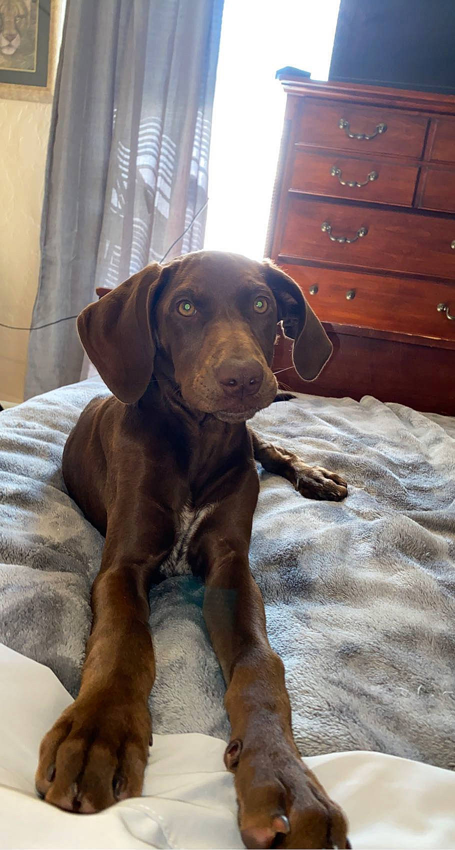 Mocha Bean is registered to the contest to win money with this photo: cabinetry, canidae, carnivore, chest, chest_of_drawers, chiffonier, companion_dog, cupboard, curtain, dog, dog_breed, drawer, dresser, fawn, flooring, hardwood, liver, wood, wood_stain, working_animal