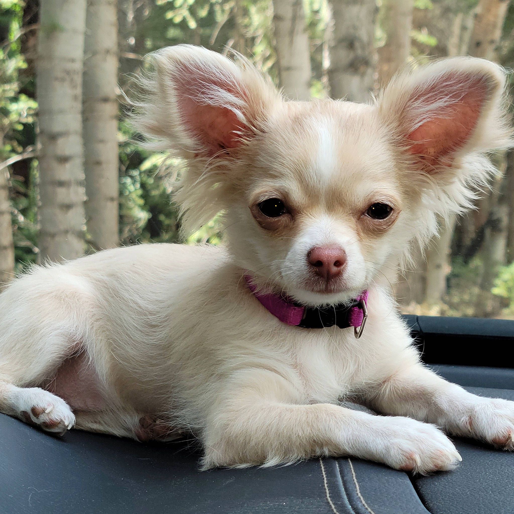 Cricket is registered to the contest to win money with this photo: canidae, carnivore, chihuahua, companion_dog, corgi_chihuahua, dog, dog_breed, dog_supply, ear, eye, fawn, fur, plant, russkiy_toy, snout, sporting_group, terrestrial_animal, toy_dog, whiskers, working_animal