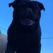 Harchi is registered to the contest to win money with this photo: dog, pug, black_dog, pet, animal, outdoor, sky, blue_sky, canine, portrait, close_up, face, ears, cute, looking_up, shadow, daytime, house, background, companion