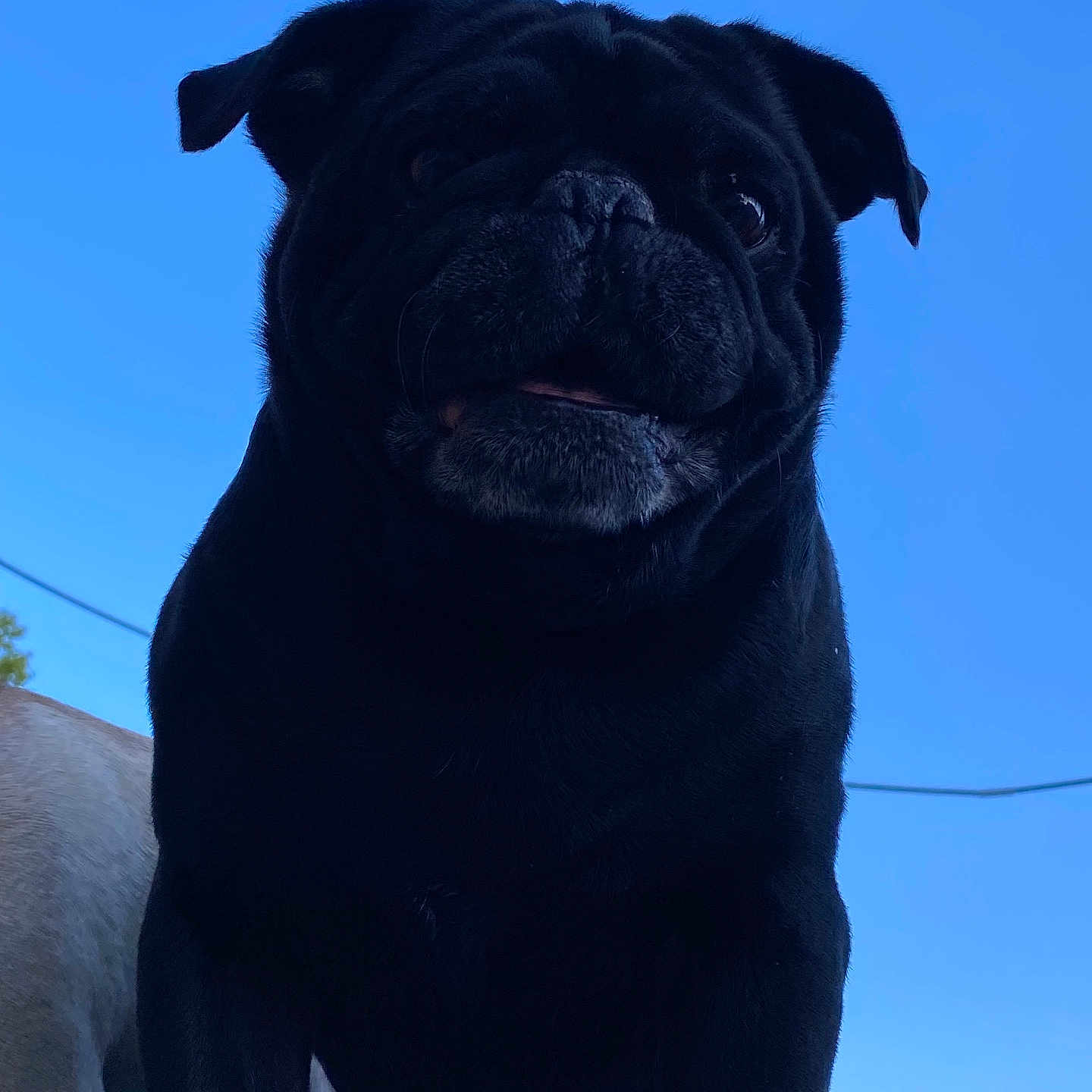 Harchi is registered to the contest to win money with this photo: dog, pug, black_dog, pet, animal, outdoor, sky, blue_sky, canine, portrait, close_up, face, ears, cute, looking_up, shadow, daytime, house, background, companion