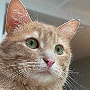 Charly participe au concours pour gagner de l'argent avec cette photo : animal, background_blur, cat, close_up, curious, cute, domestic_cat, ears, face, feline, fur, ginger_cat, green_eyes, indoor, looking_away, nose, pet, portrait, soft_light, whiskers