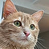 animal, background_blur, cat, close_up, curious, cute, domestic_cat, ears, face, feline, fur, ginger_cat, green_eyes, indoor, looking_away, nose, pet, portrait, soft_light, whiskers
