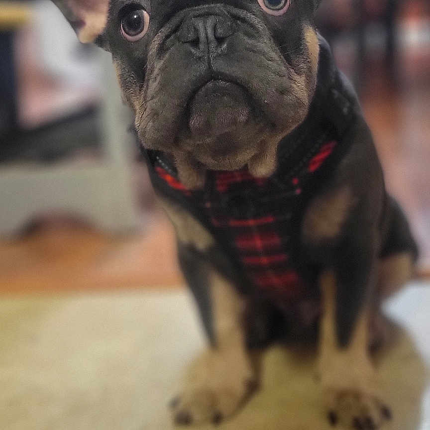 Brutus