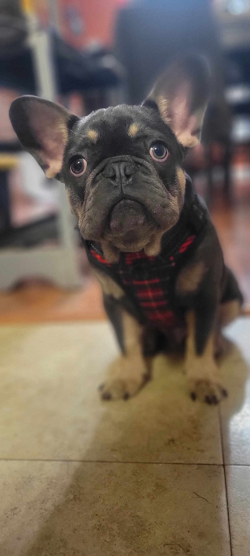 Brutus