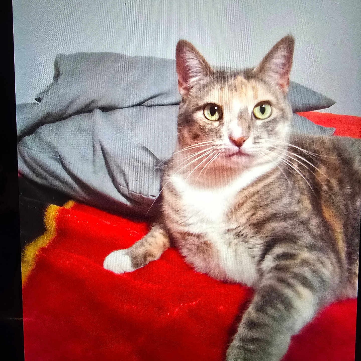 Terry Ann joined the competition — help win amazing prizes! alert, animal, blanket, cat, closeup, cozy, cute, domestic_cat, feline, fur, gray_pillow, green_eyes, indoor, lying_down, paw, pet, red_blanket, resting, tabby, whiskers