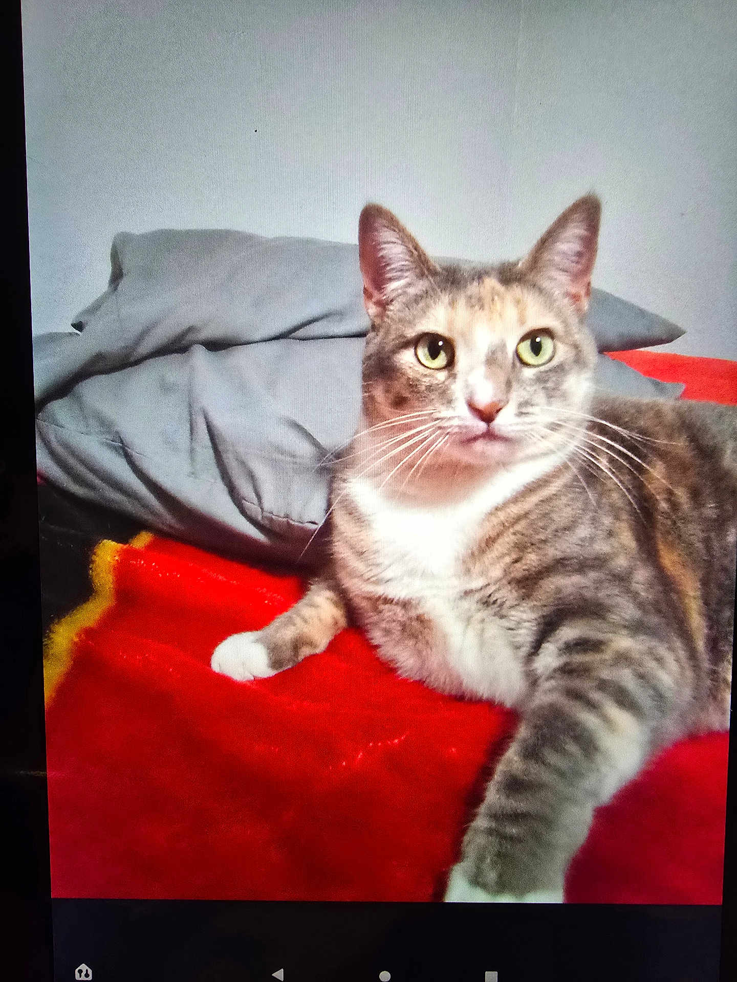 Terry Ann joined the competition — help win amazing prizes! alert, animal, blanket, cat, closeup, cozy, cute, domestic_cat, feline, fur, gray_pillow, green_eyes, indoor, lying_down, paw, pet, red_blanket, resting, tabby, whiskers