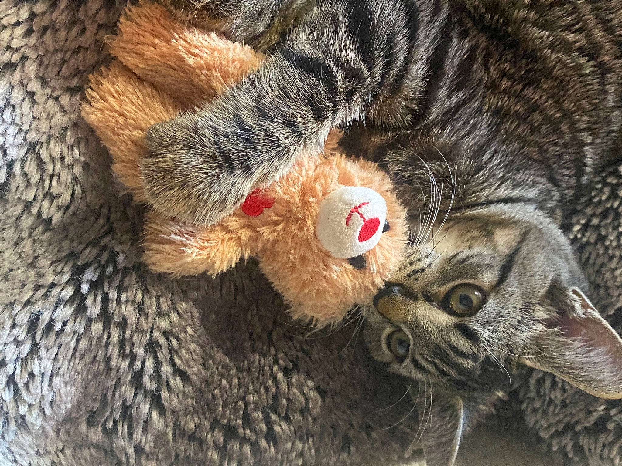 Kasper joined the competition — help win amazing prizes! carnivore, cat, claw, close_up, domestic_short_haired_cat, fawn, felidae, fur, nap, paw, sleep, small_to_medium_sized_cats, snout, tail, terrestrial_animal, whiskers, wildlife, wood