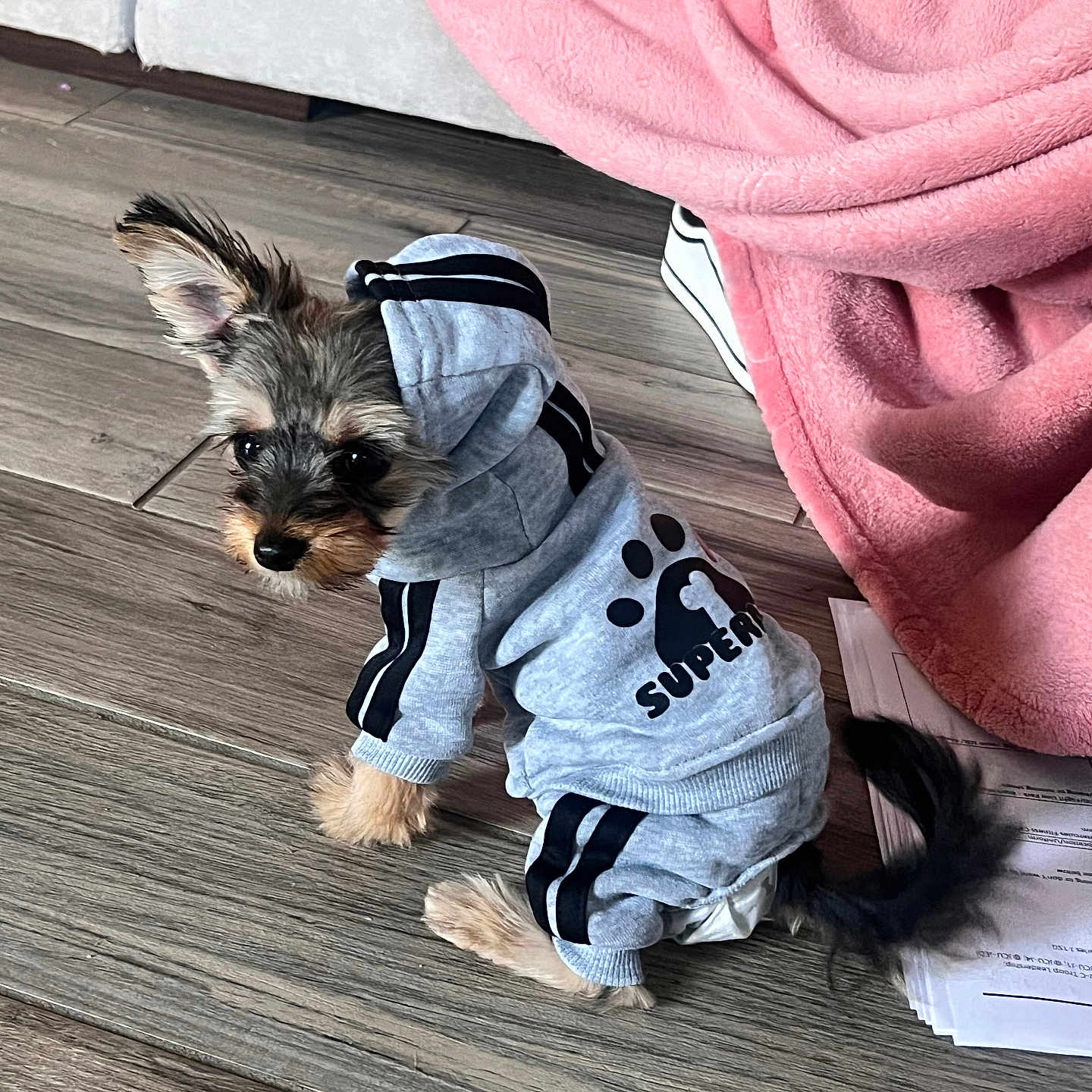 Rockie joined the competition — help win amazing prizes! animal, canine, clothing, coat, dog, face, hardwood, head, hood, hoodie, jacket, knitwear, person, pet, photography, puppy, sweater, sweatshirt, terrier, wood