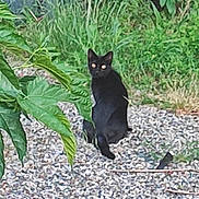 Atlas participe au concours pour gagner de l'argent avec cette photo : black_cat, cat, outdoor, gravel, greenery, plants, animal, sitting, pet, nature, feline, eyes, grass, leaf, wildlife, backyard, mammal, solitary, looking, daylight