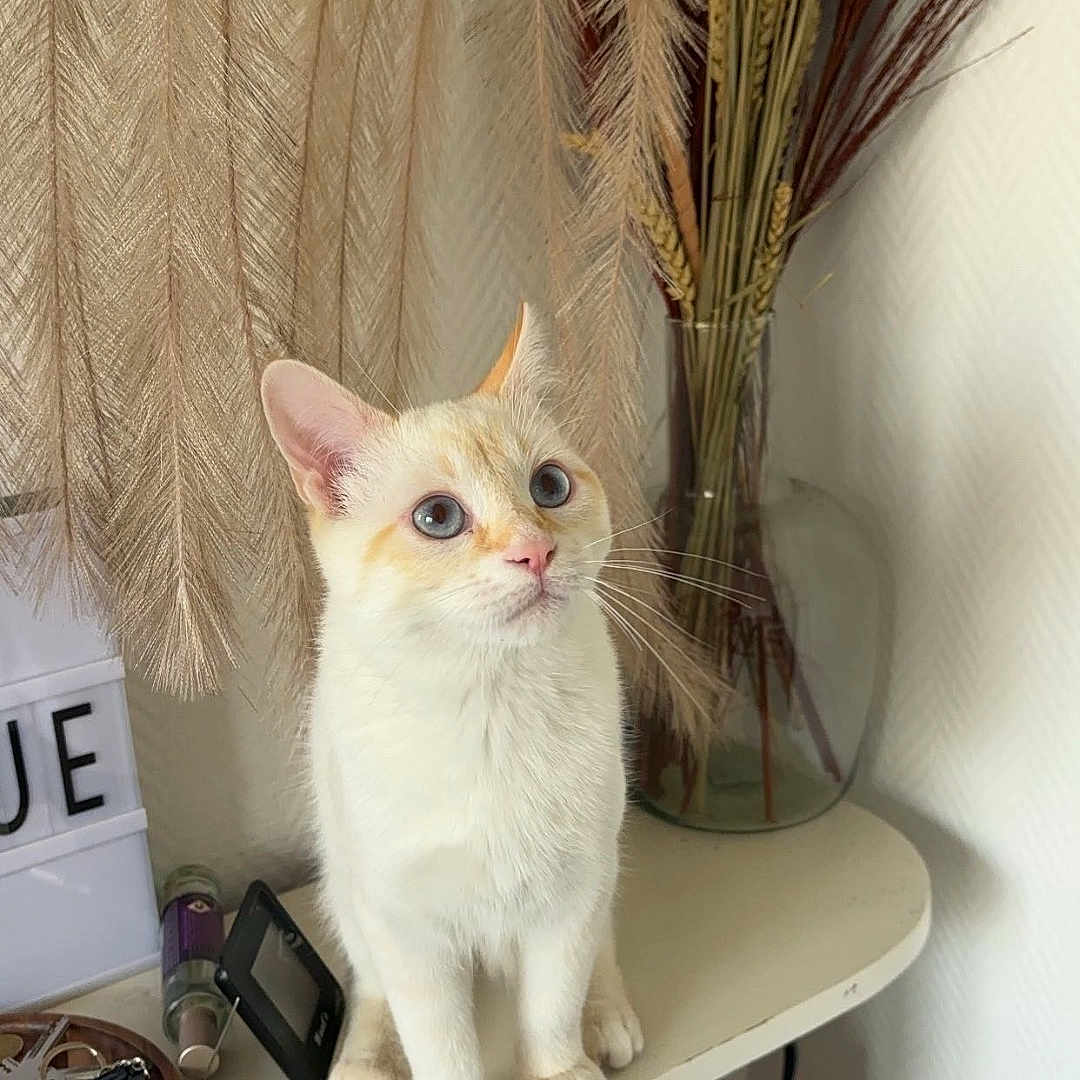 Vicky participe au concours pour gagner de l'argent avec cette photo : angora, animal, cat, desk, drawer, flower, furniture, jar, kitten, manx, pet, plant, planter, plywood, pottedplant, pottery, siamese, table, vase, wood