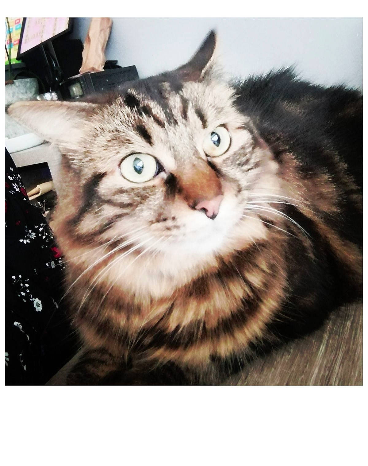 Simba participe au concours pour gagner de l'argent avec cette photo : carnivore, cat, domestic_short_haired_cat, eye, felidae, font, fur, pattern, paw, photo_caption, photography, rectangle, small_to_medium_sized_cats, snout, square, stock_photography, terrestrial_animal, whiskers, wildlife