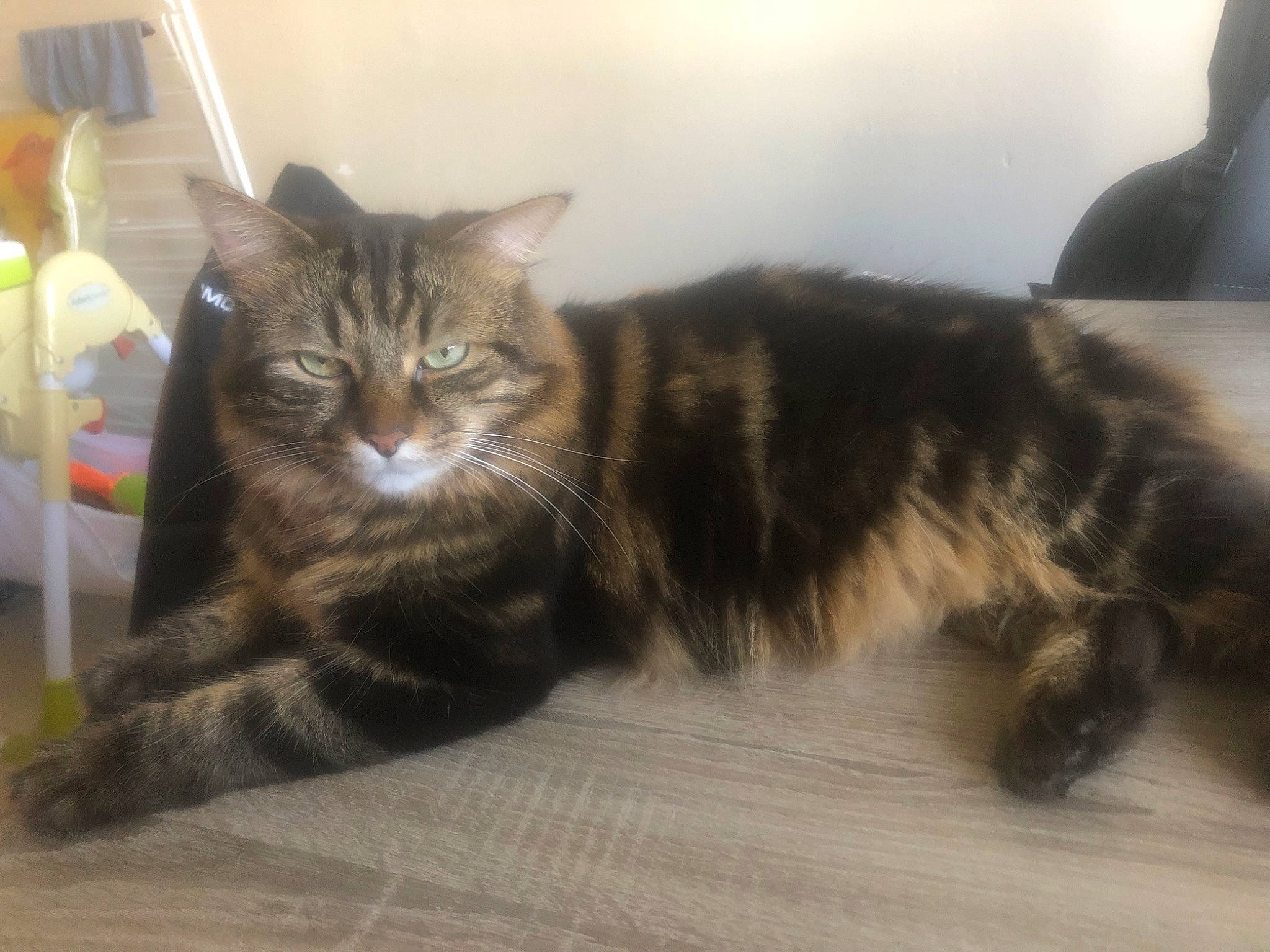 Simba participe au concours pour gagner de l'argent avec cette photo : carnivore, cat, claw, comfort, domestic_short_haired_cat, felidae, flooring, fur, hardwood, paw, small_to_medium_sized_cats, tail, terrestrial_animal, whiskers