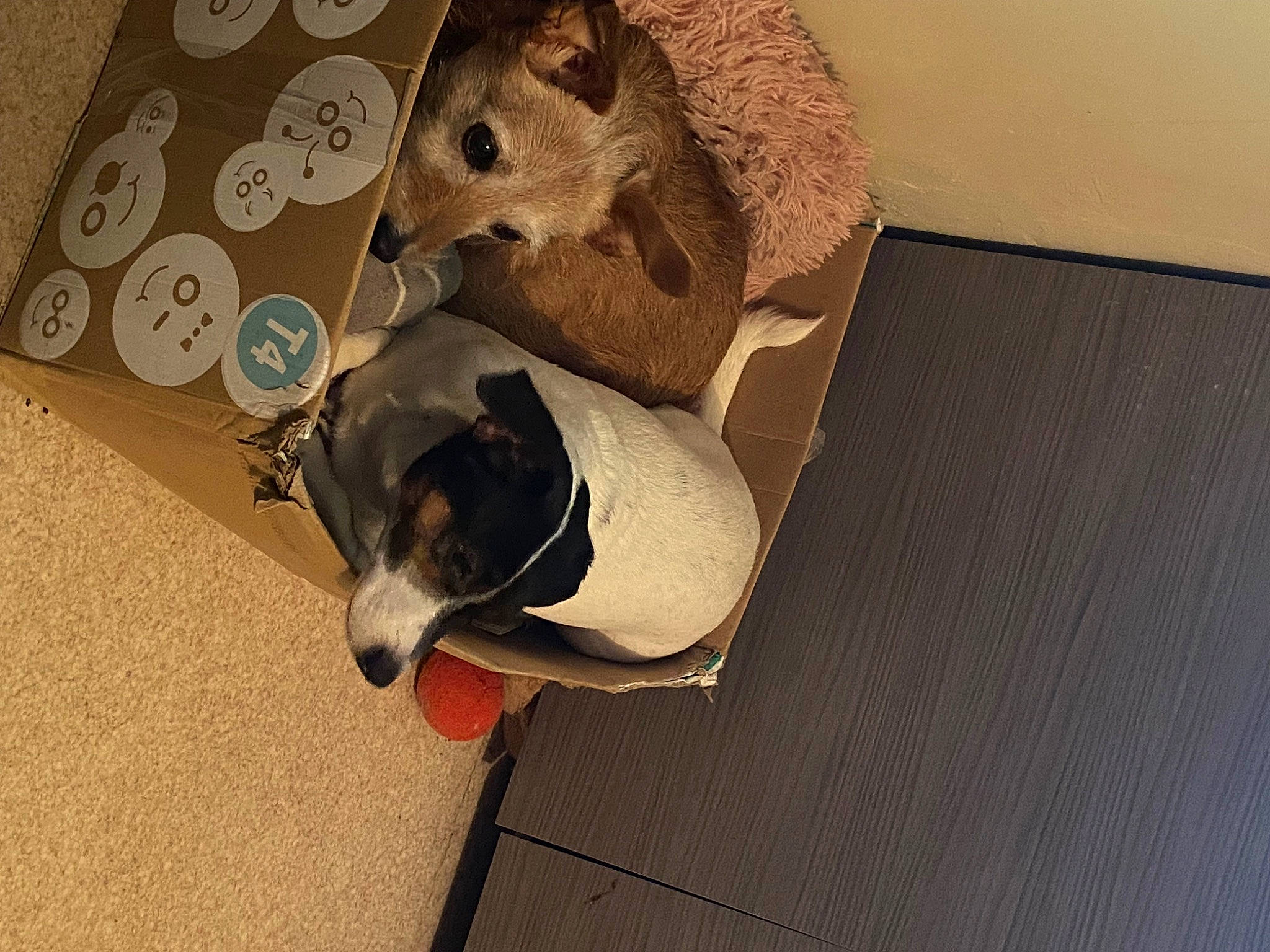 Rocky a rejoint le concours — aidez-le/la à gagner de superbes lots ! canidae, carnivore, comfort, companion_dog, dog, dog_breed, dog_supply, fawn, felidae, floor, flooring, hardwood, linens, pet_supply, room, small_to_medium_sized_cats, snout, tail, whiskers, wood