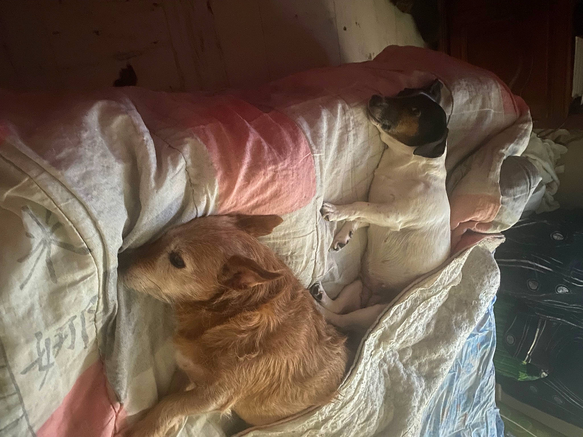 Rocky participe au concours pour gagner de l'argent avec cette photo : bed_sheet, bedding, canidae, carnivore, comfort, companion_dog, dog, dog_breed, fawn, felidae, fur, linens, liver, nap, small_to_medium_sized_cats, sporting_group, tail, whiskers, wood, working_animal