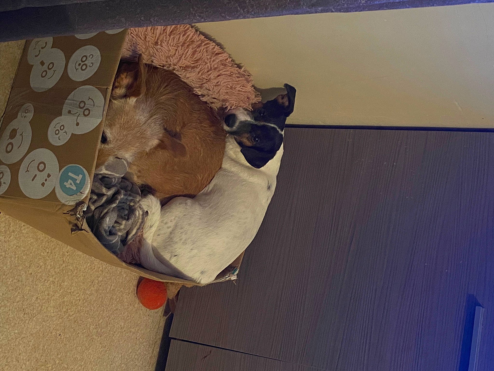 Rocky participe au concours pour gagner de l'argent avec cette photo : canidae, carnivore, ceiling, comfort, dog_breed, fawn, felidae, floor, flooring, fur, hardwood, linens, paper, small_to_medium_sized_cats, sporting_group, stuffed_toy, tail, whiskers, wood, wood_stain