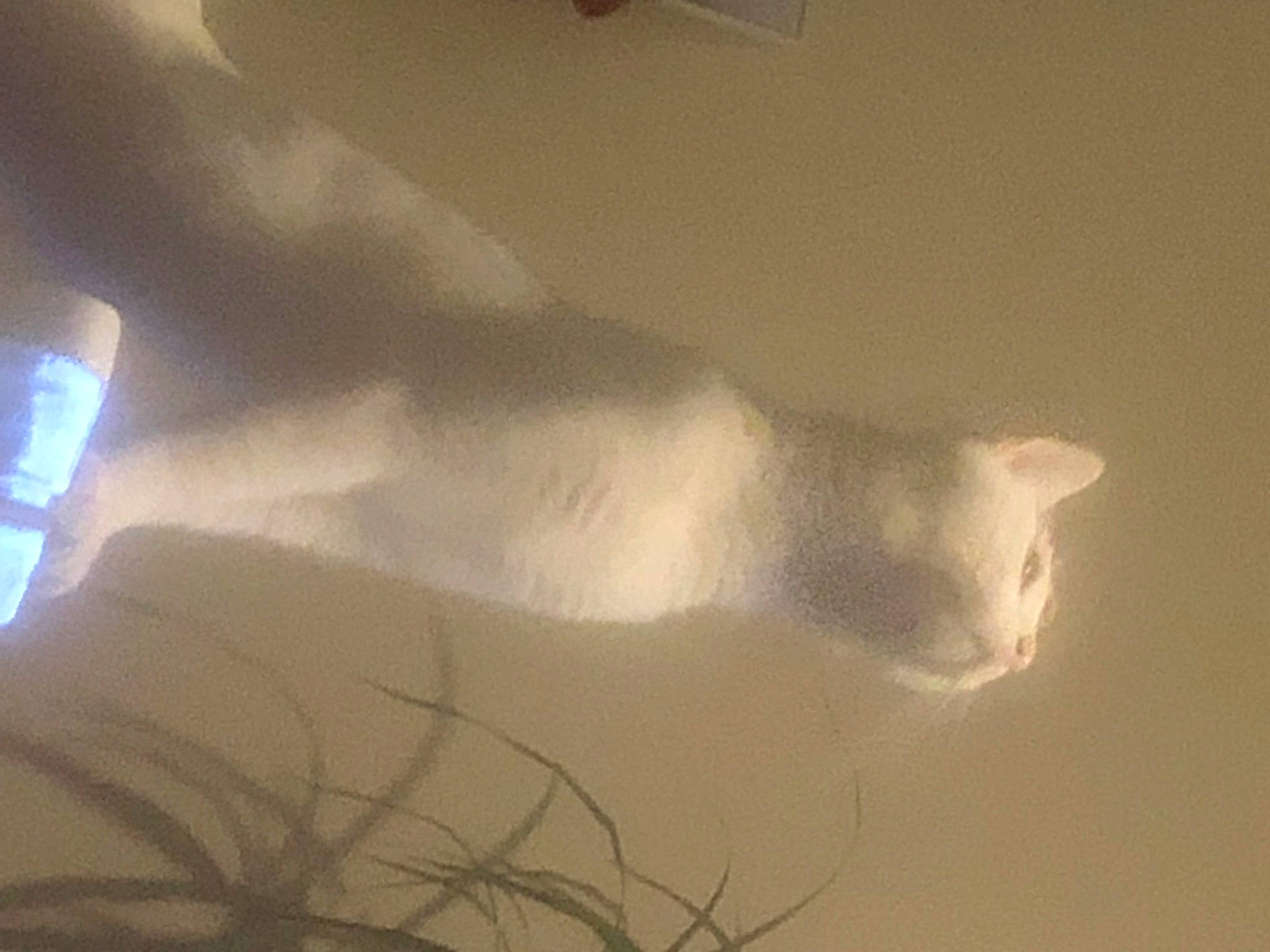 Flocon participe au concours pour gagner de l'argent avec cette photo : carnivore, cat, cloud, felidae, fur, shadow, sky, small_to_medium_sized_cats, tail, tints_and_shades, tree, twig, whiskers, window, wing, wood